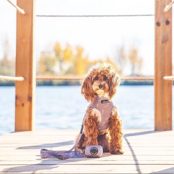 Cavology Dog bundle - Picture 6 of 6